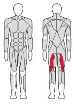 Сгибатель бедра сидя Fitex Pro FTX-7325